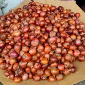 Onion Double Patti