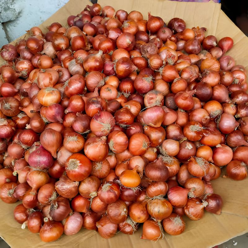 Onion Double Patti