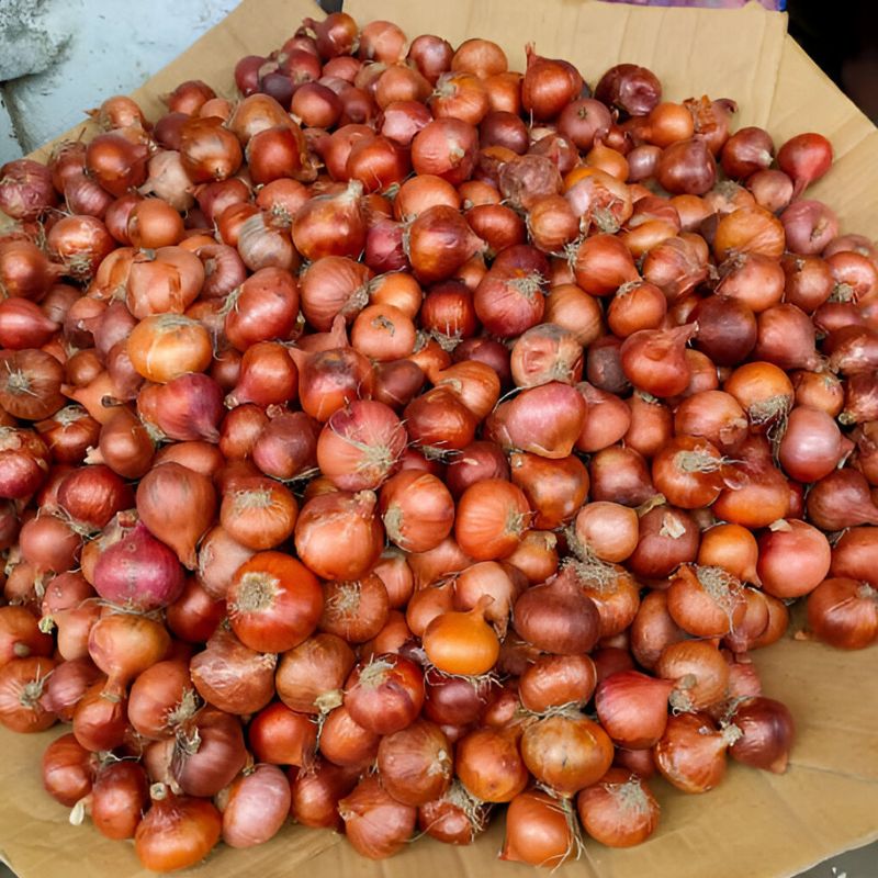 Onions Double Patti