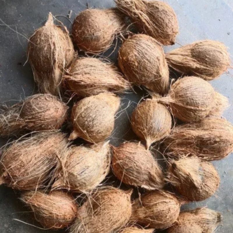 Big Size Coconut