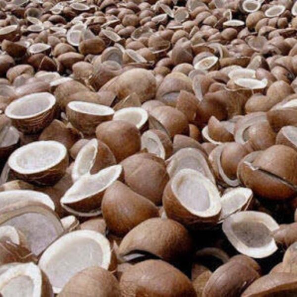 Regular Size Coconut