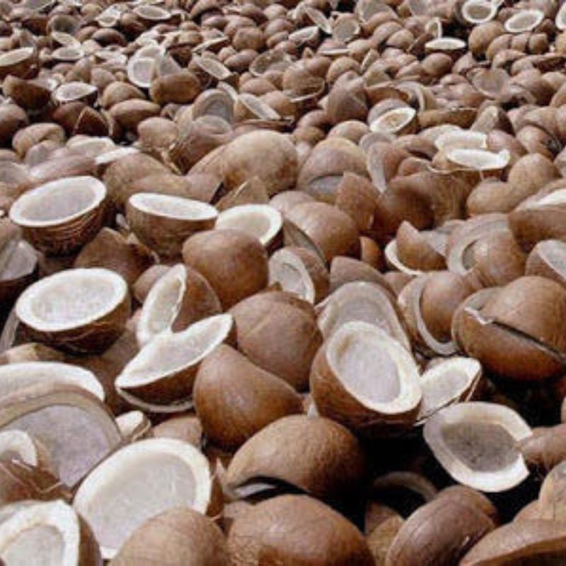 Regular Size Coconut