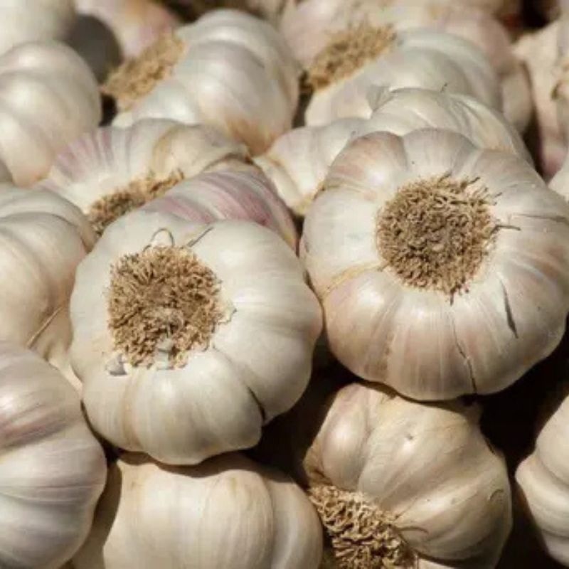 Big Size Garlic
