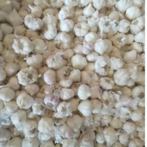 Regular Size Garlic