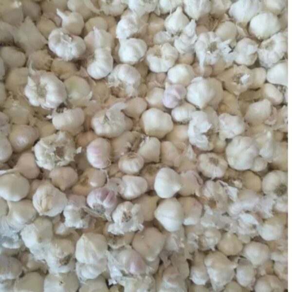 Regular Size Garlic